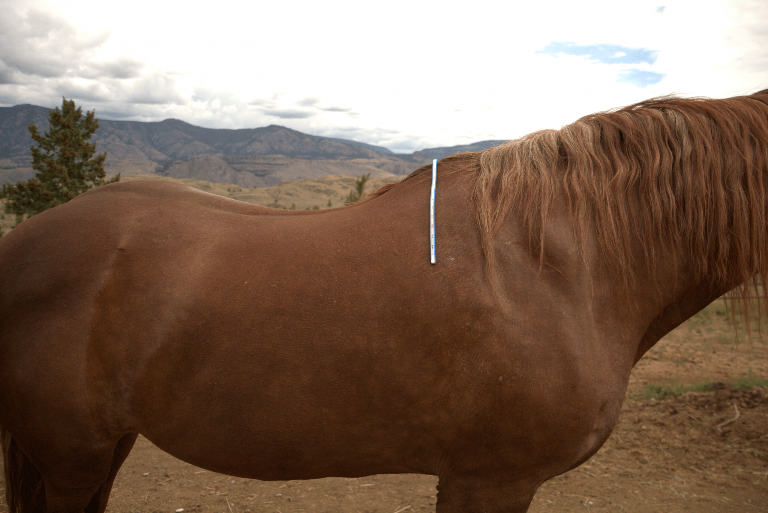 How to do a wither tracing of your horse